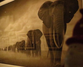 Elephants Walking Through Grass - Nick Brandt