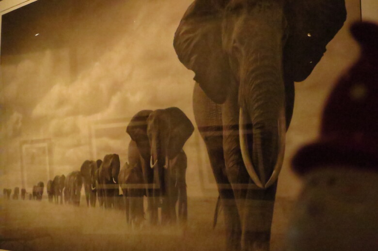 Elephants Walking Through Grass - Nick Brandt