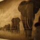 Elephants Walking Through Grass - Nick Brandt